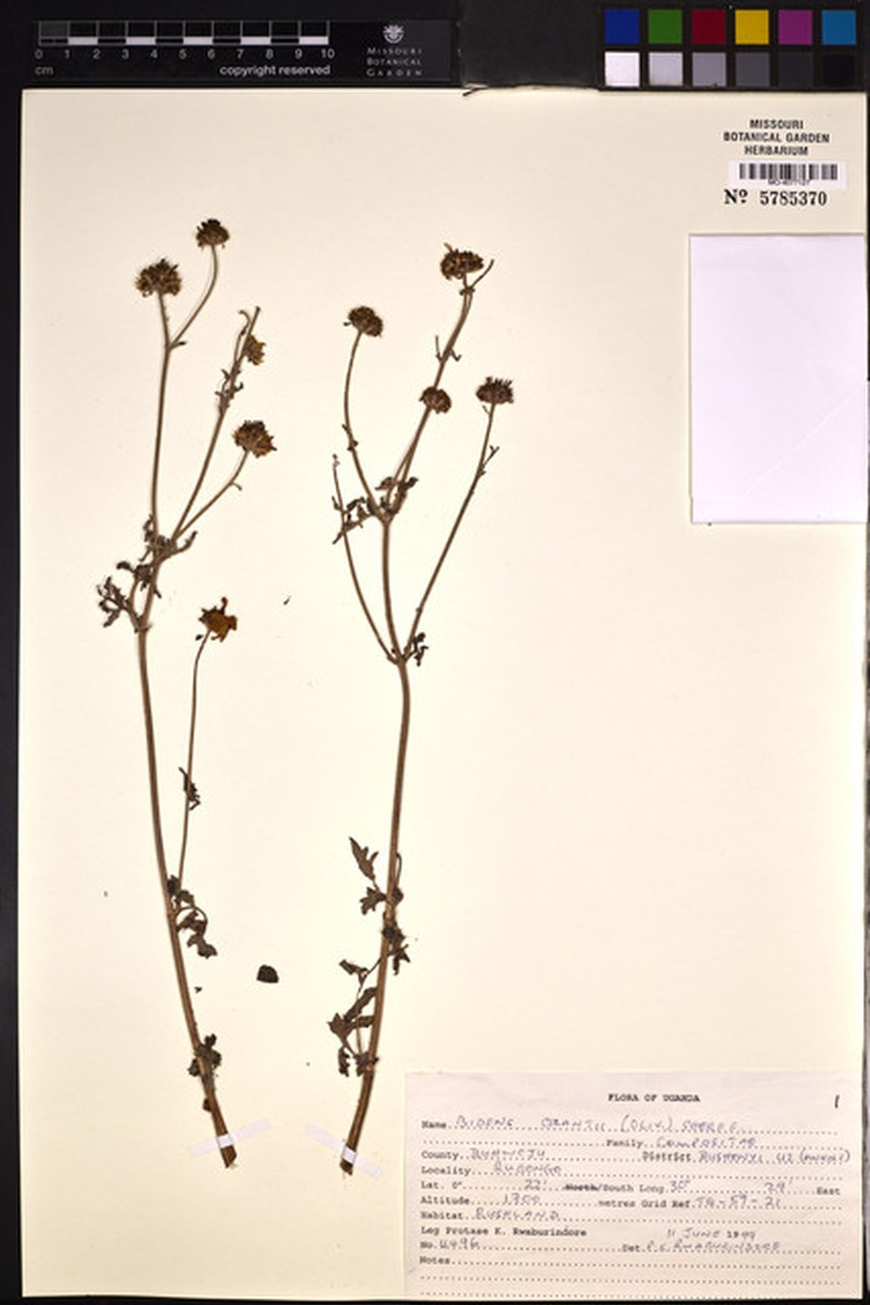 Bidens grantii photo 2