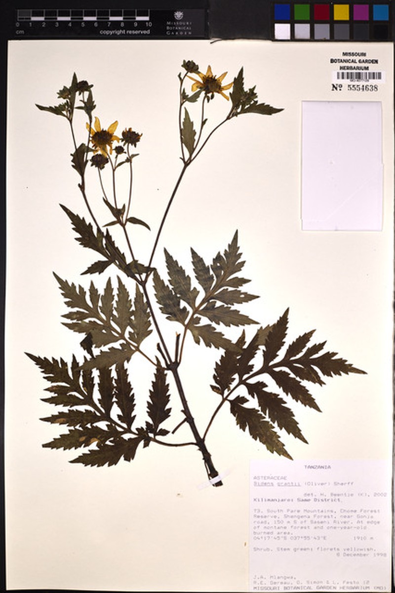Bidens grantii photo 3