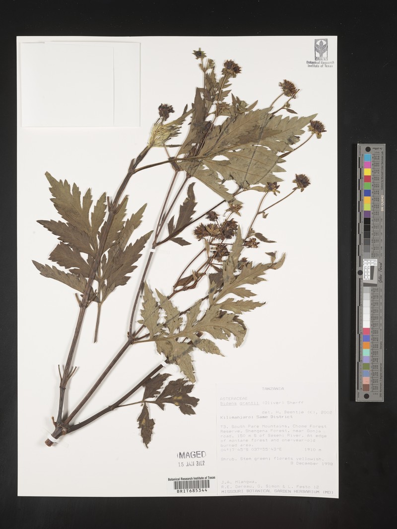 Bidens grantii photo 4