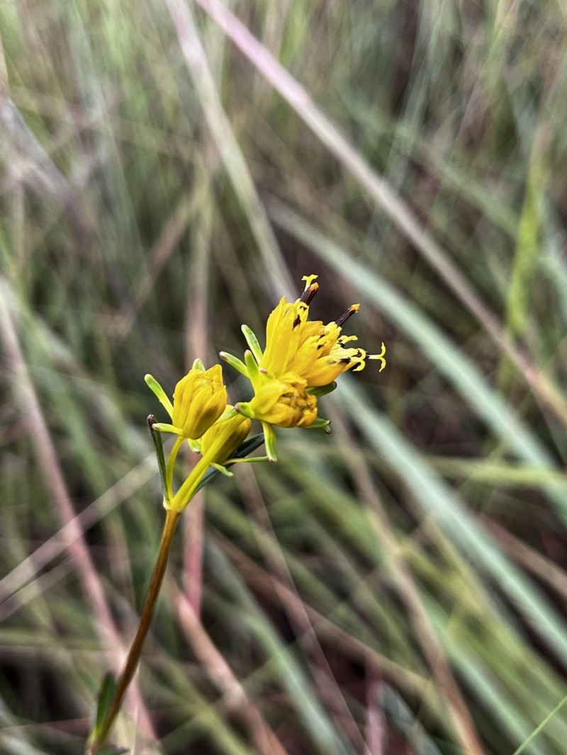 Bidens graveolens