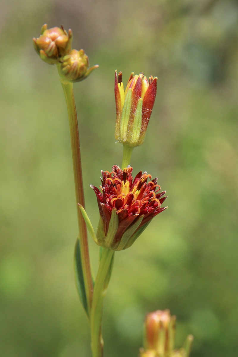 Bidens graveolens photo 2