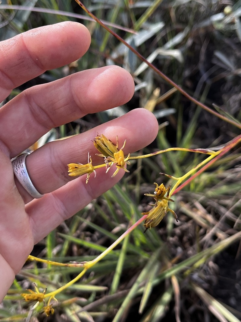 Bidens graveolens photo 4