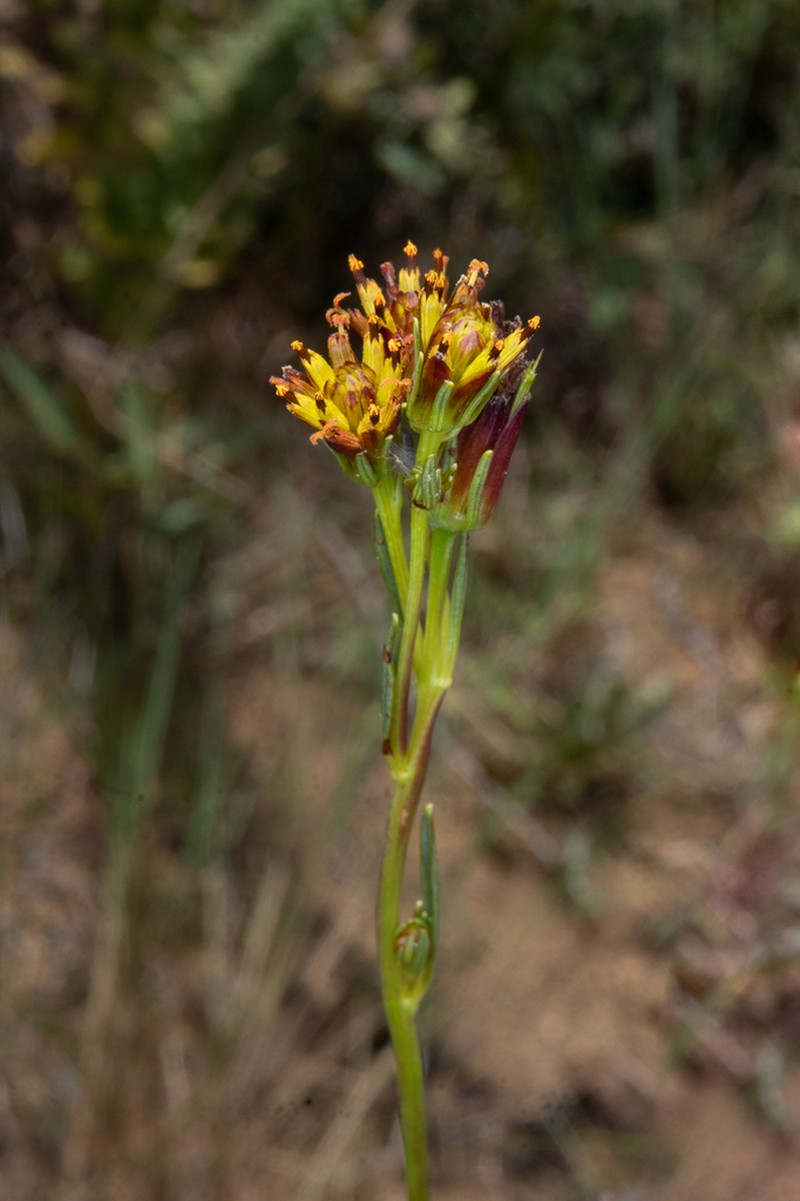 Bidens graveolens photo 5