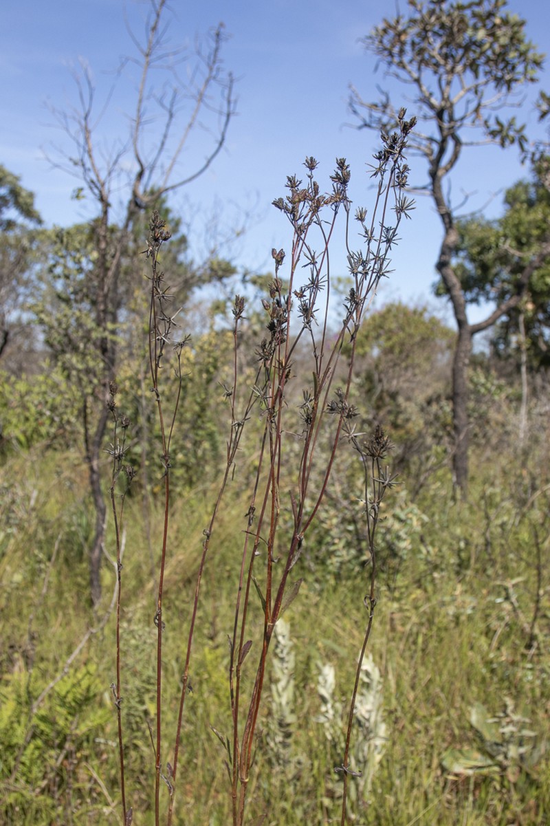 Bidens graveolens photo 6