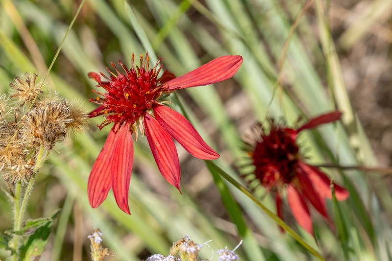 Bidens hassleriana photo 2