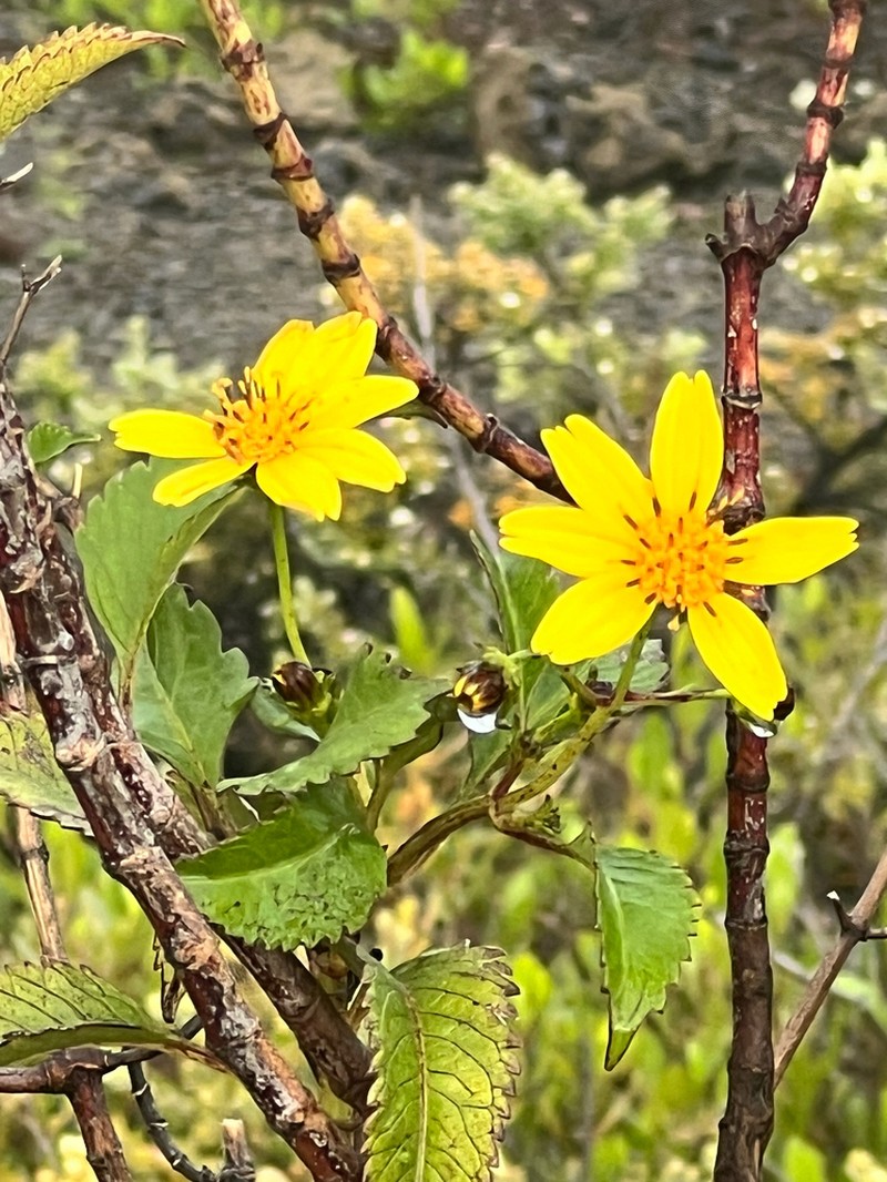 Hawai'I Beggarticks