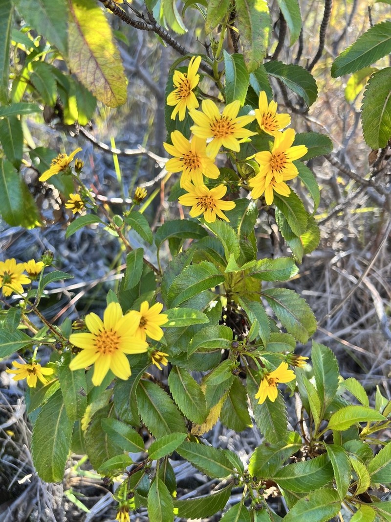 Hawai'I Beggarticks photo 3