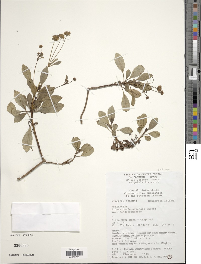 Bidens hendersonensis