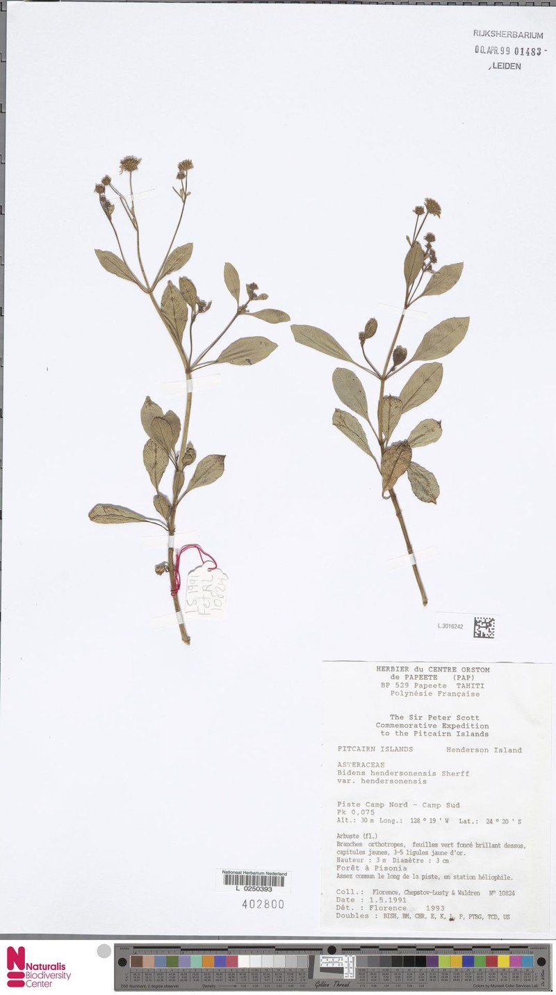 Bidens hendersonensis photo 2