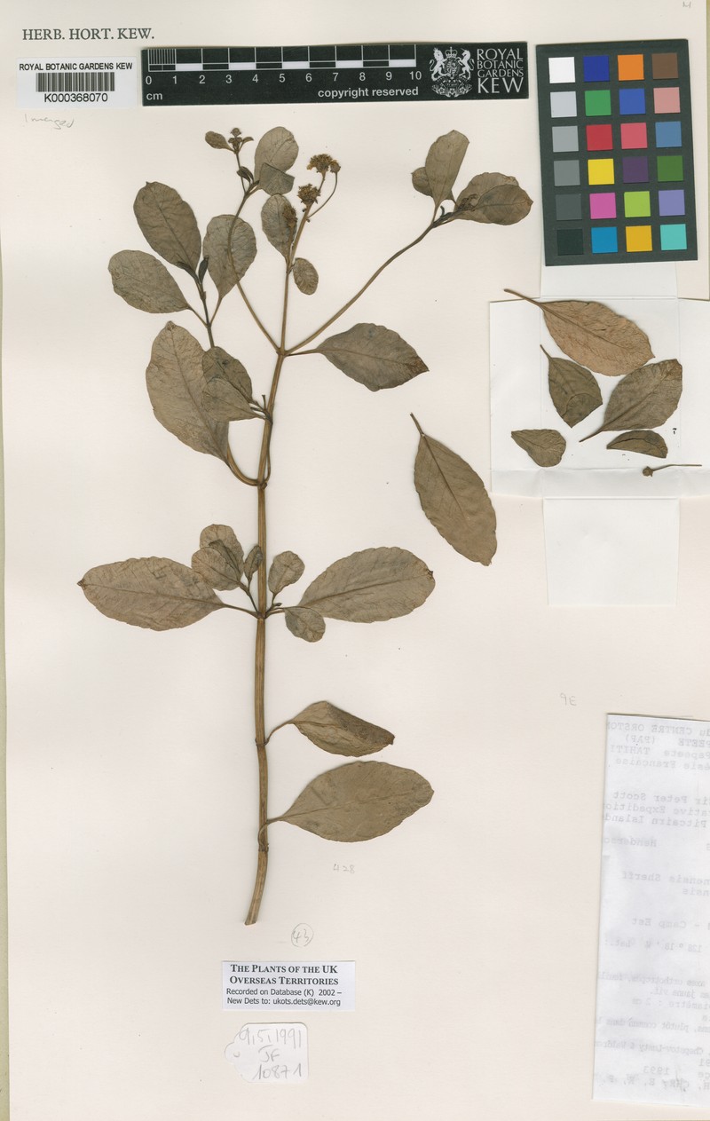 Bidens hendersonensis photo 3