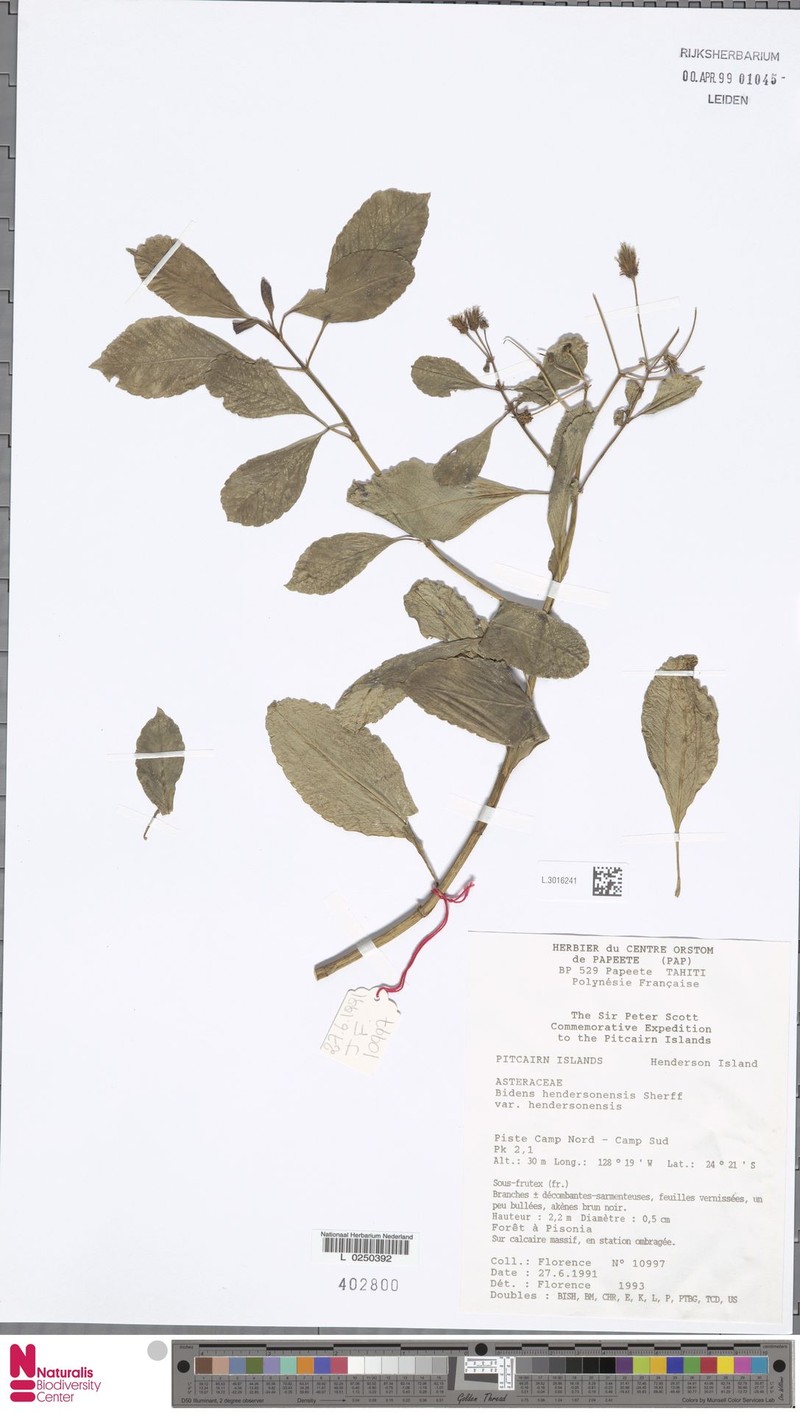 Bidens hendersonensis var. hendersonensis photo 2