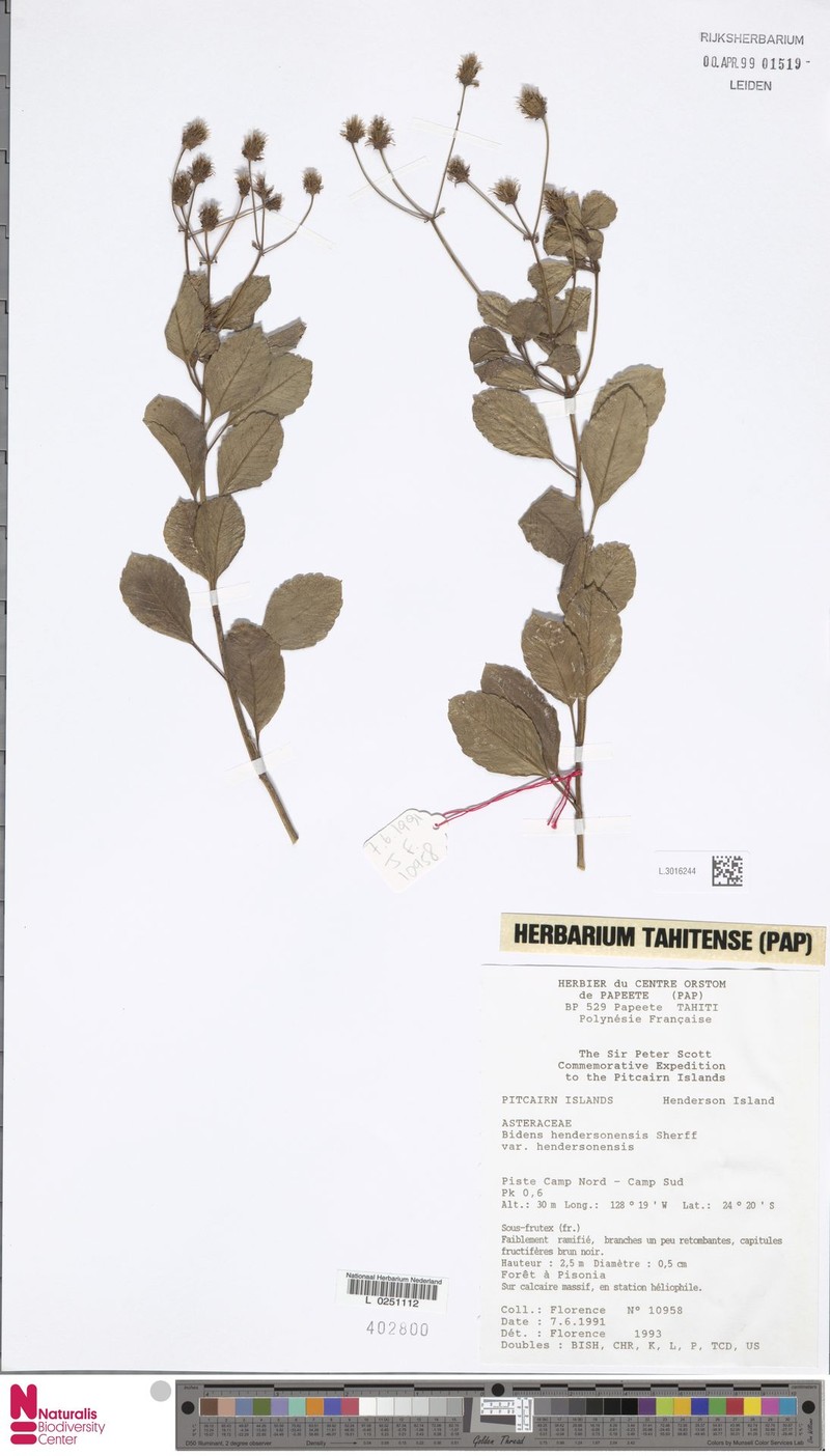 Bidens hendersonensis var. hendersonensis photo 3