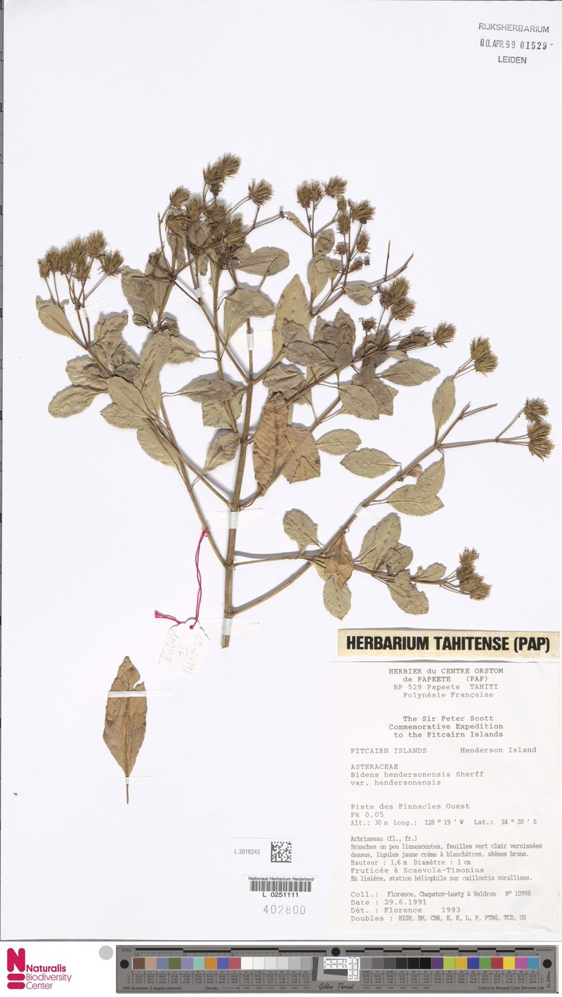 Bidens hendersonensis var. hendersonensis photo 4