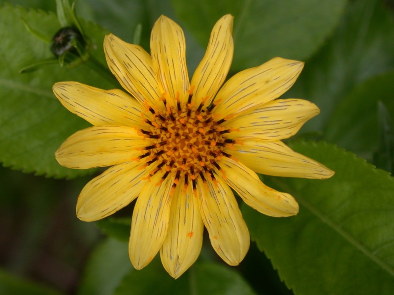 Bidens henryi photo 2