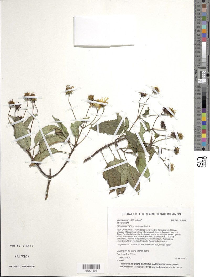 Bidens henryi photo 3