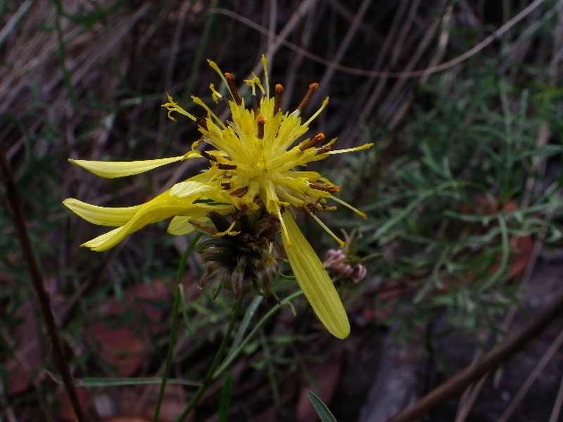 Bidens herzogii photo 2