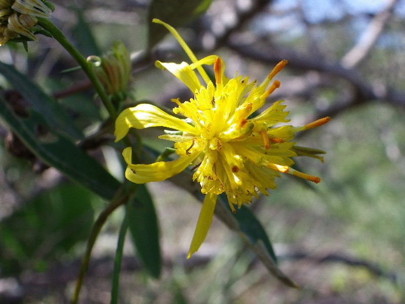 Bidens herzogii photo 3