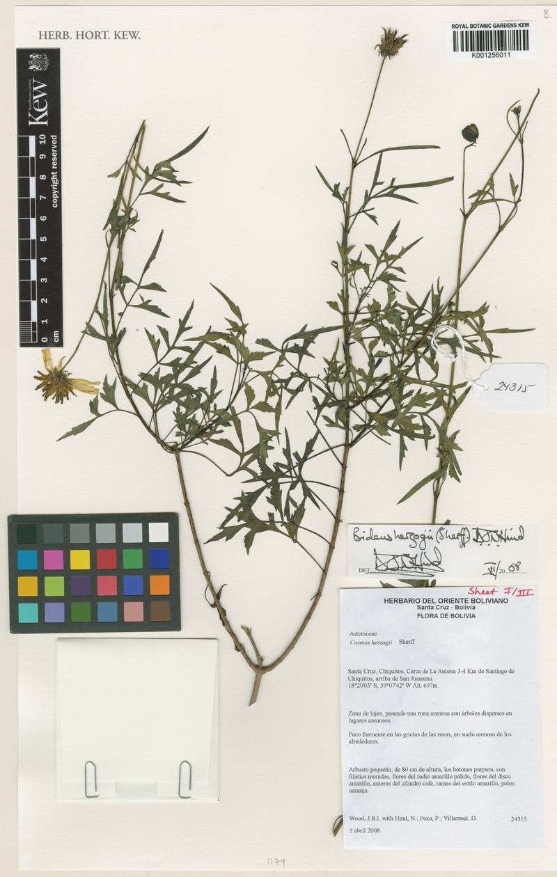 Bidens herzogii photo 5