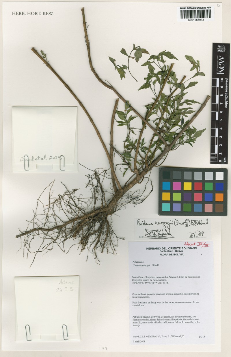 Bidens herzogii photo 6