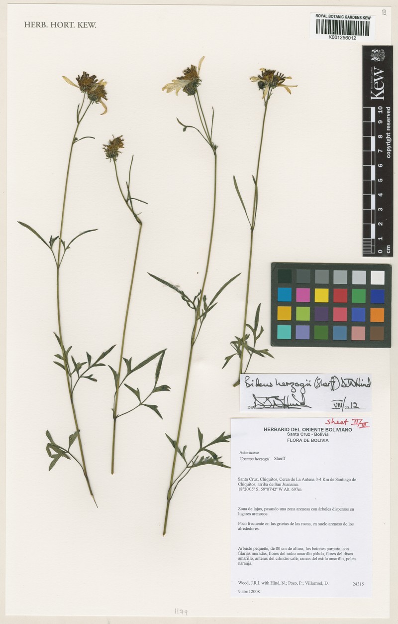 Bidens herzogii photo 7