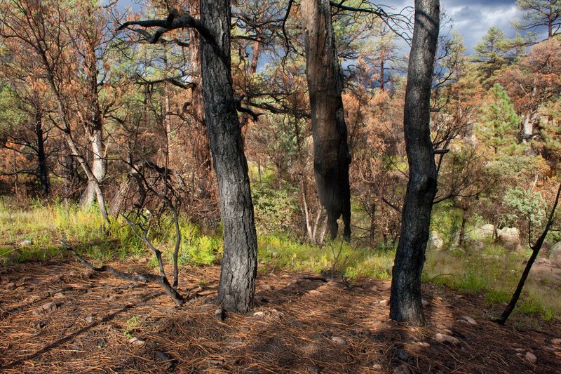 Rocky Mountain Beggarticks