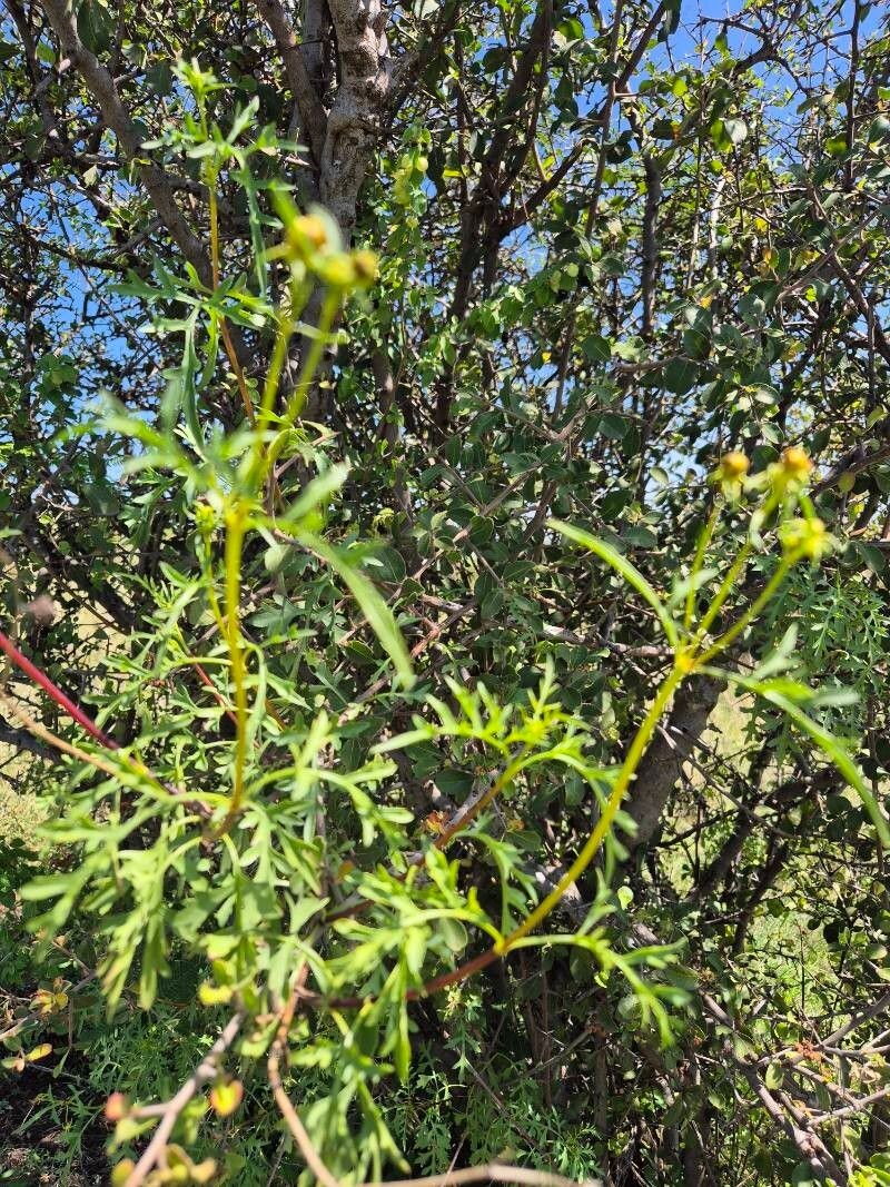 Bidens hildebrandtii