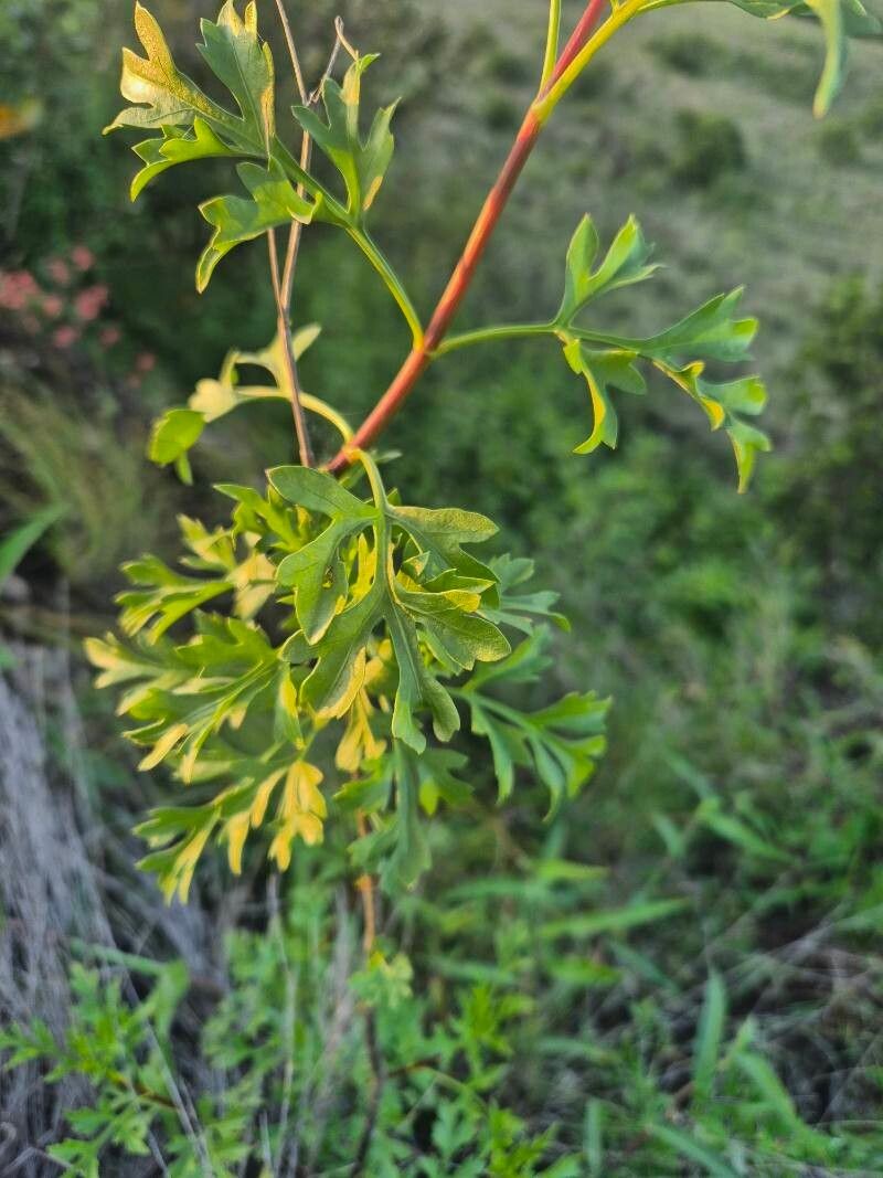 Bidens hildebrandtii photo 2