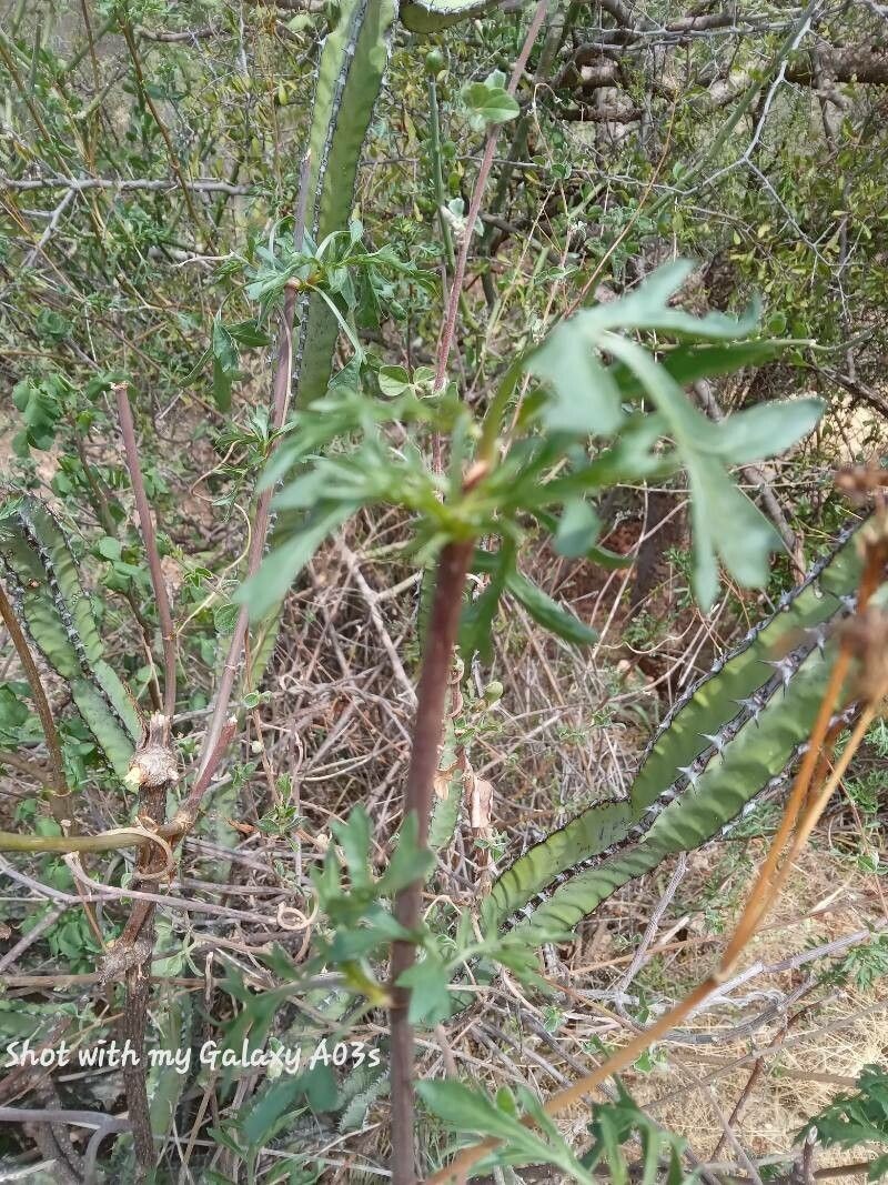 Bidens hildebrandtii photo 3