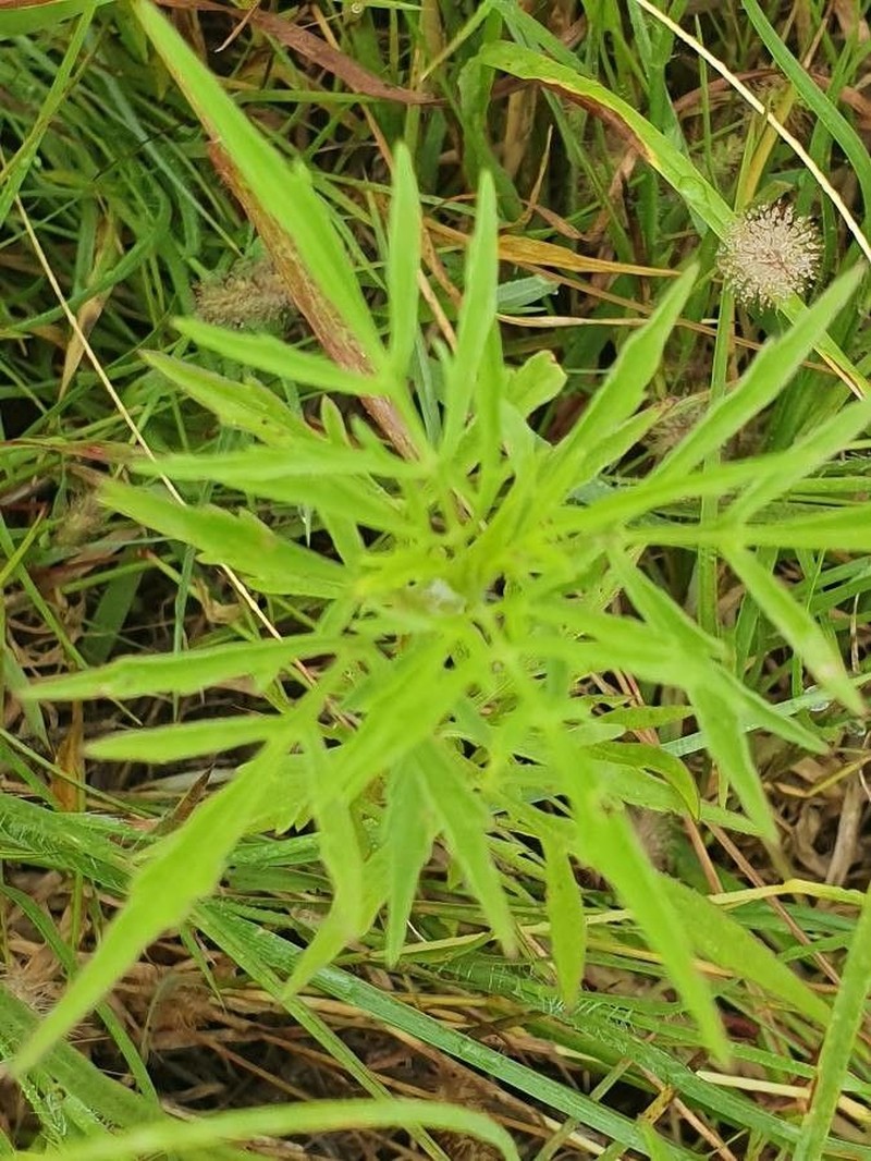 Bidens hildebrandtii photo 4