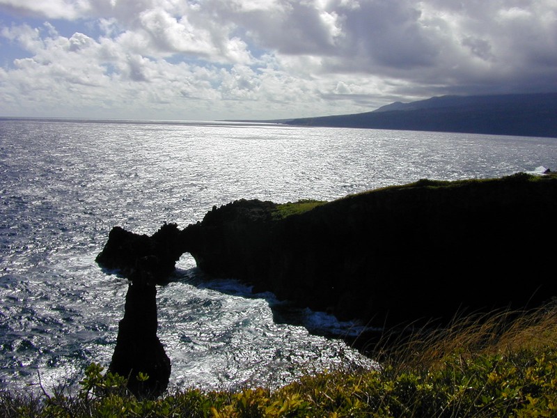Seacliff Beggarticks