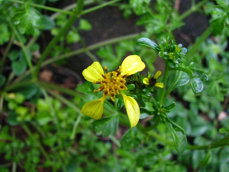 Bidens hillebrandiana subsp. polycephala