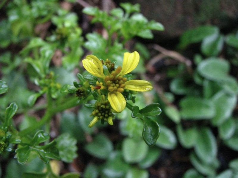 Bidens hillebrandiana subsp. polycephala photo 4