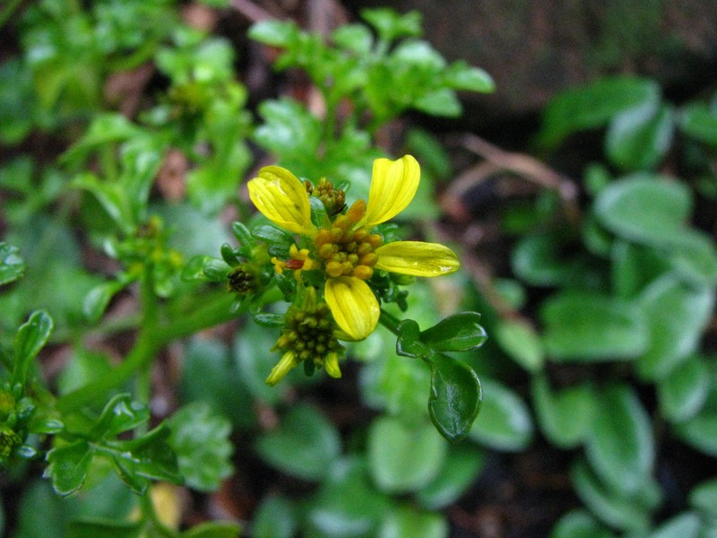 Bidens hillebrandiana subsp. polycephala photo 5