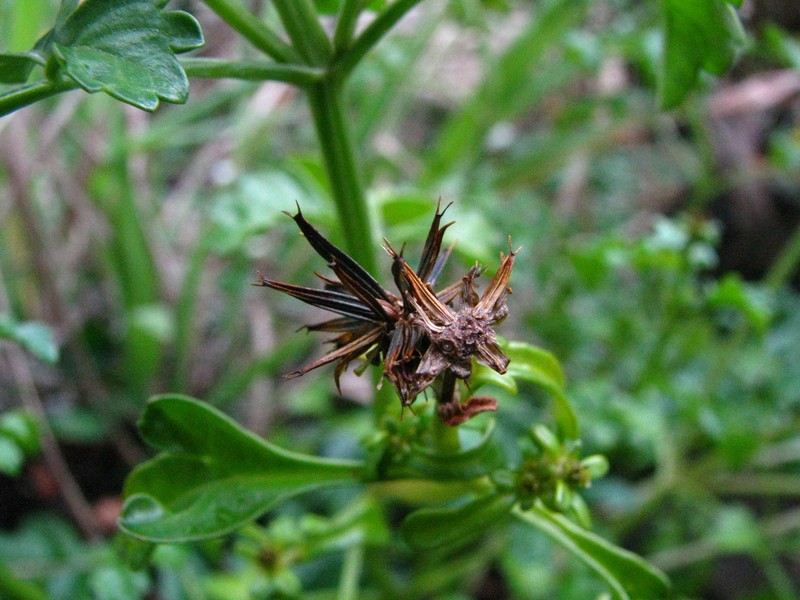Bidens hillebrandiana subsp. polycephala photo 6