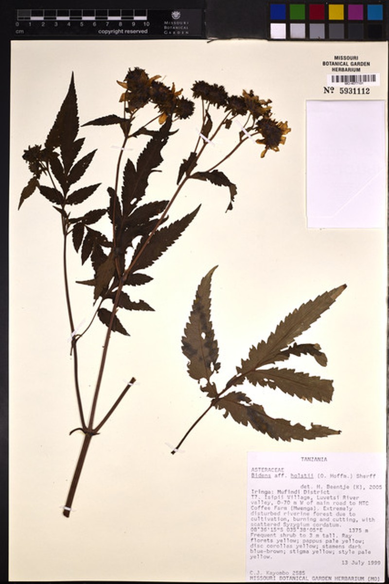 Bidens holstii