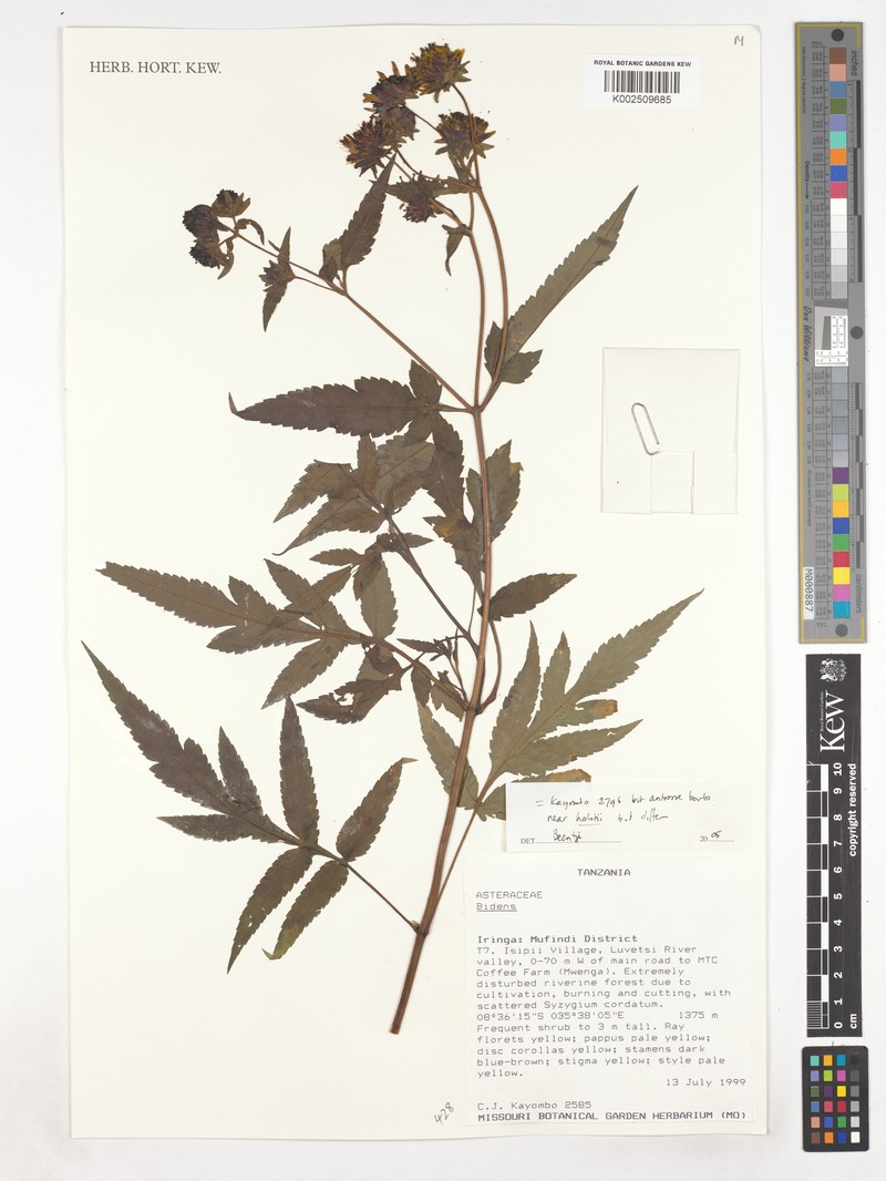 Bidens holstii photo 2