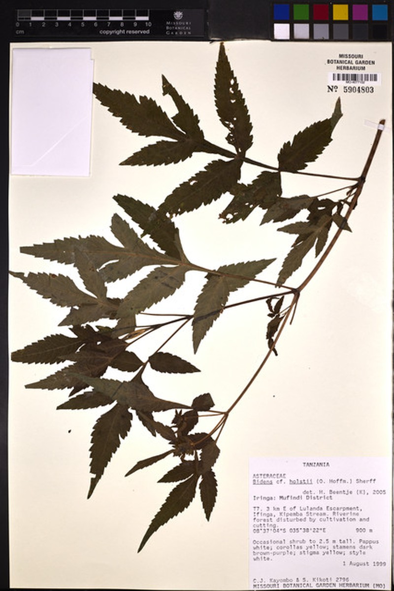 Bidens holstii photo 3