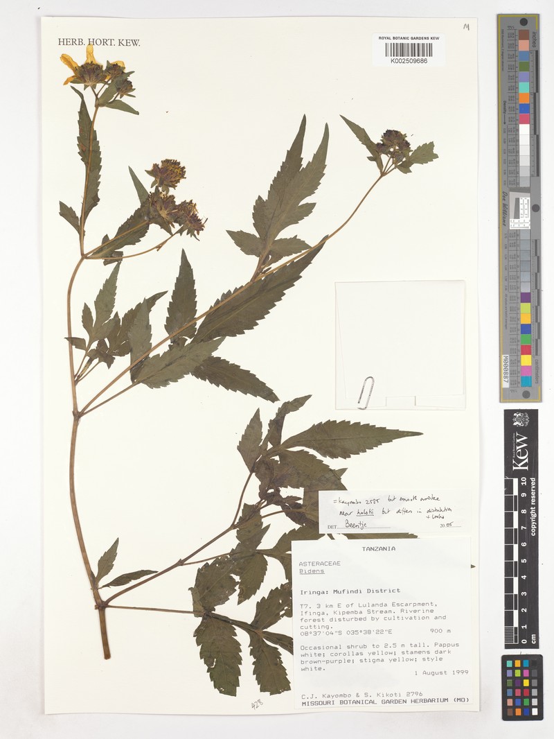 Bidens holstii photo 4