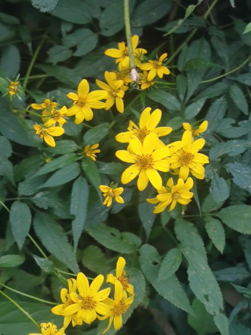 Bidens holwayi
