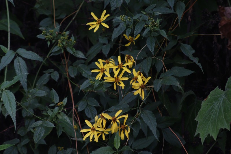 Bidens holwayi photo 3
