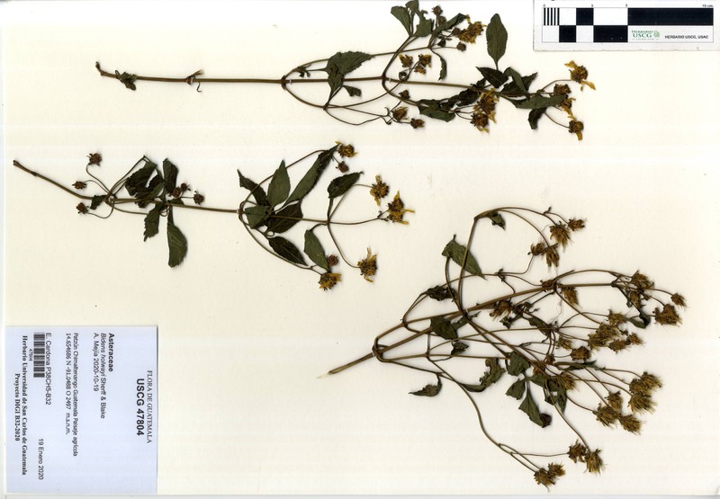 Bidens holwayi photo 5