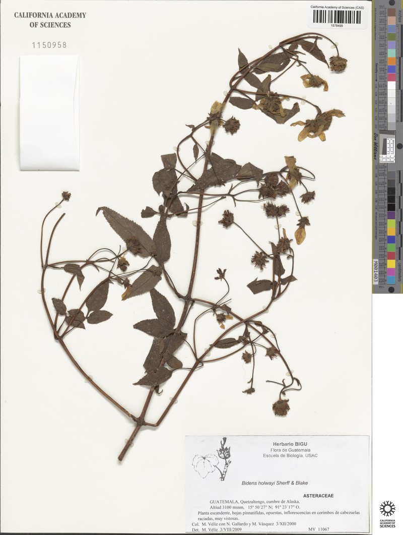 Bidens holwayi photo 6