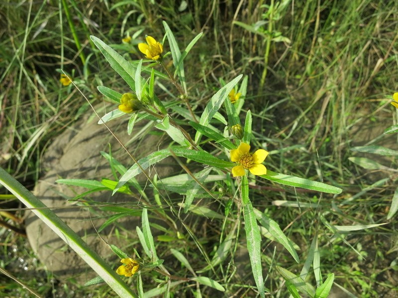 Estuary Beggarticks photo 3