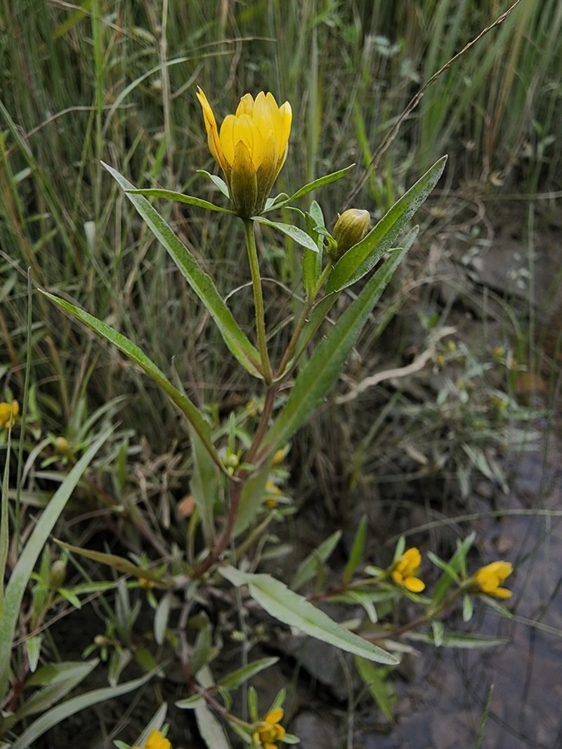 Estuary Beggarticks photo 7