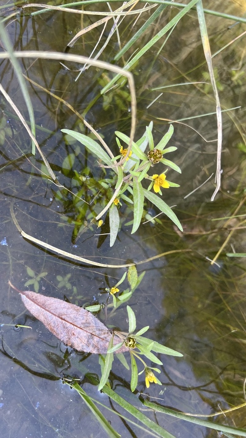 Estuary Beggarticks photo 8