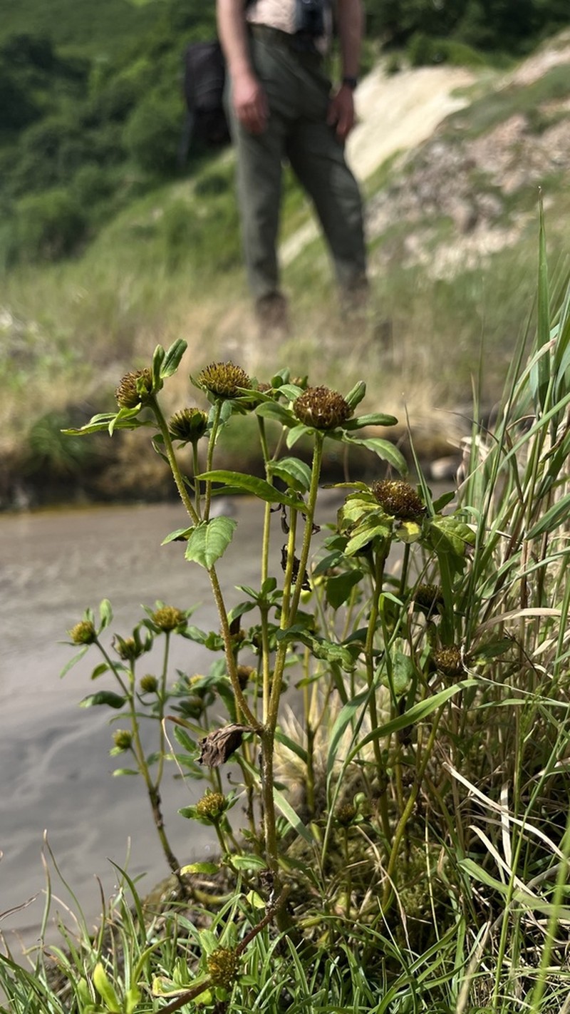Bidens kamtschatica