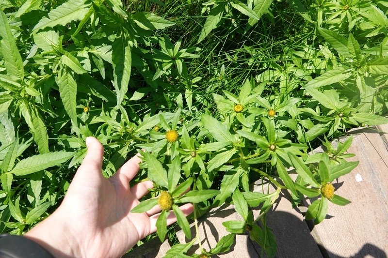 Bidens kamtschatica photo 3