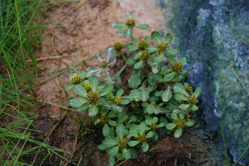 Bidens kamtschatica photo 4
