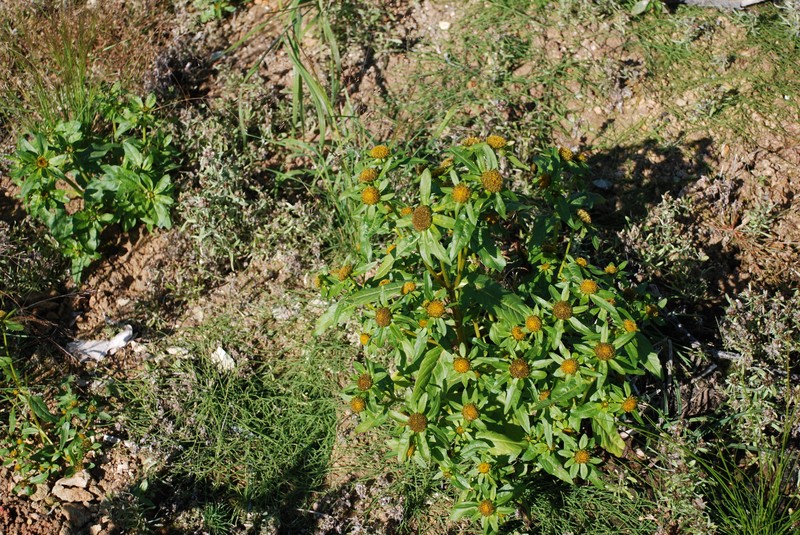 Bidens kamtschatica photo 6