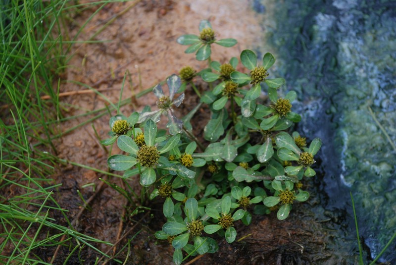 Bidens kamtschatica photo 7